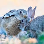 Hopes Hares: Debbie Anne - Photography - @debbieanne_photography - Instagram