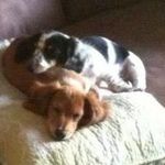 Debbie David Appel - @debdappel - Instagram