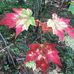 Deborah Lynn Appleton - Facebook