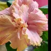 Debbie Ballew - @debbie.ballew - TikTok