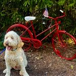 Debbie Goff Barlow - @debbie_barlow - Instagram