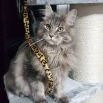 Debbie Baron - @buddymainecoone - Instagram