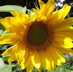 Debbie Bartlett - Facebook
