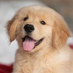 Debbie Bass - @debbassgoldens - Instagram