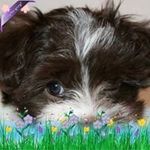 Debbie Bass Ross - @colonialhavanese - Instagram