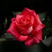 Debbie Benge - Facebook