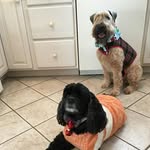 Debbie Berthiaume - @debbieberthiaume - Instagram