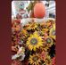 Debbie Bolger - Facebook