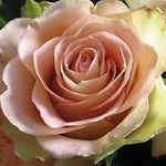 Debbie R. Boren - @debbie.boren - Instagram