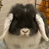 Debbie Bos - @debbiebos - TikTok