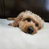 Debbie Fenton Bostick - @debbie.fenton.bos - TikTok