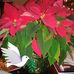 Debbie Bosch - Facebook
