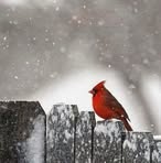 Debby Murphy Bostwick - Facebook