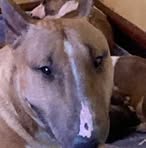 Debbie Botha - Facebook
