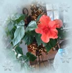 Debbie Braatz - Facebook