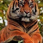 Debbie Brandon - @tigerlover5122004 - Instagram