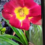 Debbie Brock - Facebook