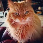 Debbie Buchanan Johnson - @mr.rangoandfriends - Instagram