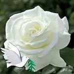 Debbie Burgett - @debbieburgett49 - Instagram