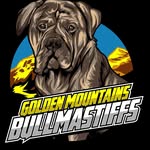 Debbie Burrows - @golden_mountains_bullmastiffs - Instagram