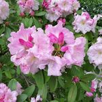 Debbie Callaghan - @debbiecallaghan1 - Instagram