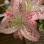 Debbie Cates - @debbie_cates - Instagram