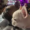 Debbie Caudill - @3frenchielove - TikTok