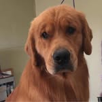 Debbie Harding Caudill - @snobirdgoldens - Instagram
