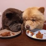 Дебби/Ася - @debbie_asya_chow_chow - Instagram