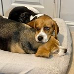 Debbie Clements - @beagles_assemble - Instagram