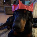 Debbie Clements - @klassyk9_mobiledogwashing - Instagram