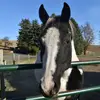 Debbieclyde - @debbie0921 - TikTok