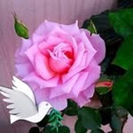 Debbie Schiewe Colburn - @schiewecolburn - Instagram