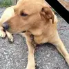 Debbie Condon Franz - @debbie.condon.fra - TikTok