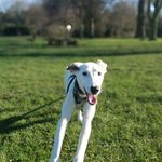 Debbie Cramer - @mellowwhippet - Instagram