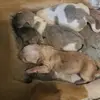 Debbie Crum - @debbie.crum7 - TikTok