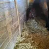 debbiecullipher - @debbiecullipher - TikTok