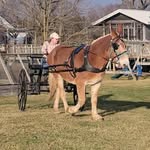Debbie Cushman - @lonehillfarm - Instagram