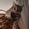Debbie Dobbins985 - @doubleddogmom - TikTok