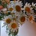 Debbie Drewry - Facebook