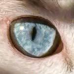 Debbie Etheridge Powell - @boobeast_thekitty19 - Instagram