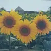 debbiefenner71 - @debbiefenner71 - TikTok