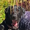 Love all dogs - @debbiefleischer2 - TikTok