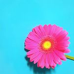 Debbie Does Flowers - @debbie_does_flowers - Instagram