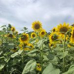 Debbie Fried - @debbiefried29 - Instagram