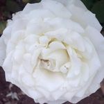 Debbie Howell Gaither - @debbiehowellgaither - Instagram