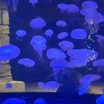 Debbie Frigault - @frigaultdebbie - Instagram