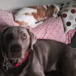 Debbie Gibbons - @debpurple2002 - Instagram