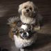 Debbie Gibbons - Facebook