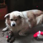 Debbie Gilchrist - @debbie.gilchrist.127 - Instagram